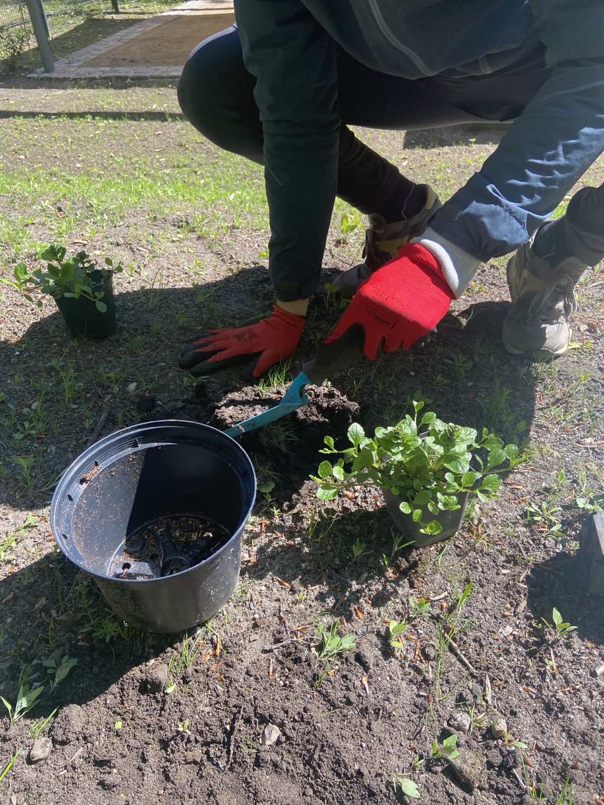Pflanzaktion im Heilgarten AG Grün