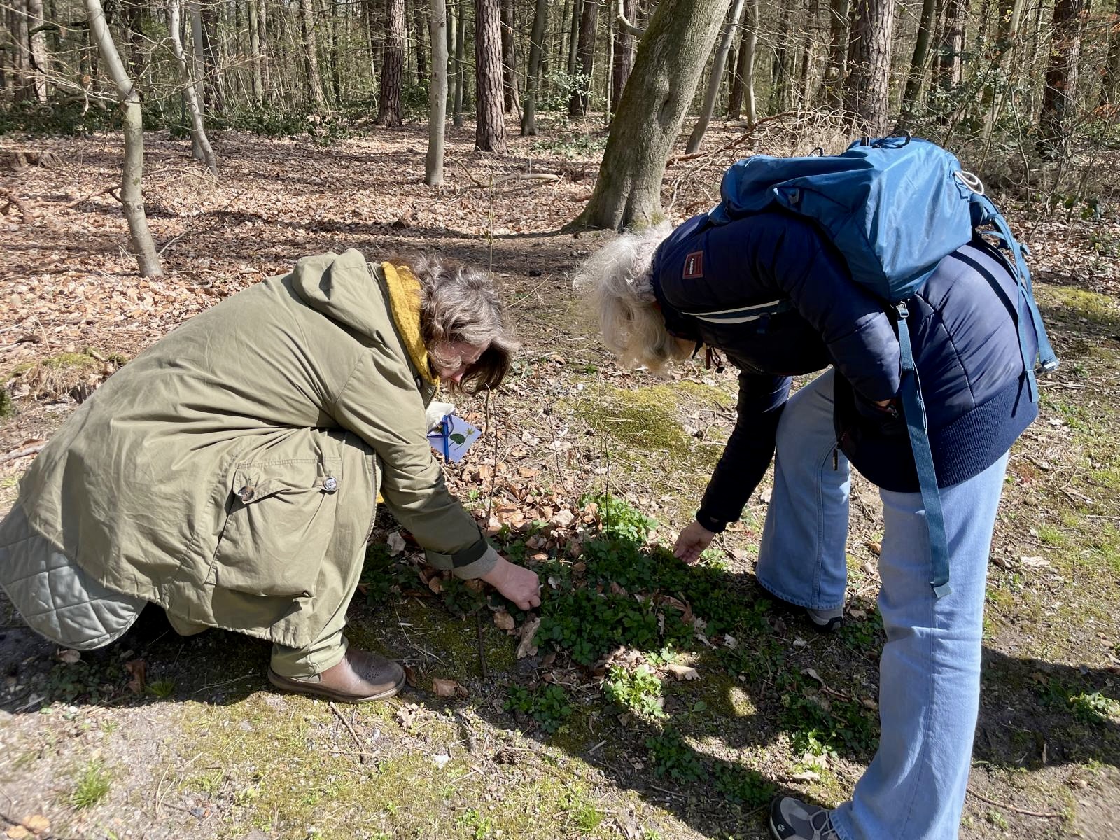 Im April wurden bei der Waldkräutererlebnistour Giersch, Gundermann und viele weitere Heilkräuter entdeckt. (Foto: Waldwundern)