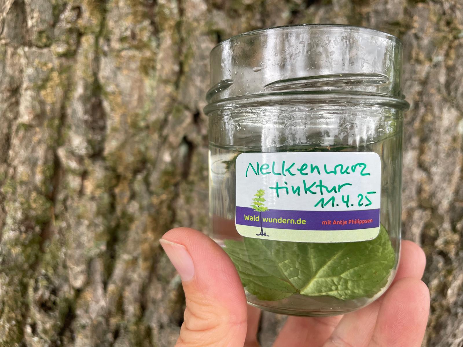Selbst angesetzte Nelkenwurz-Urtinktur im Heilgarten Hamburg